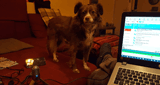 Radio Laika